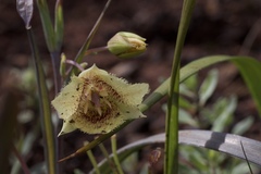 Calochortus amabilis × tolmiei