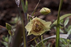 Calochortus amabilis × tolmiei