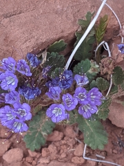 Phacelia howelliana