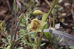 Calochortus amabilis × tolmiei