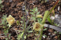 Calochortus amabilis × tolmiei
