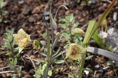 Calochortus amabilis × tolmiei