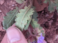 Phacelia howelliana