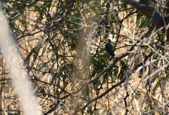 Leucolia violiceps