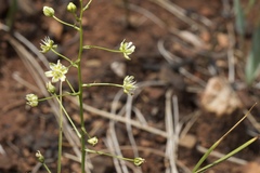 Toxicoscordion fontanum