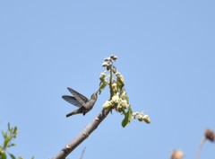 Phaeoptila sordida