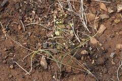 Toxicoscordion fontanum