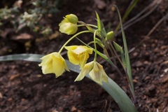 Calochortus amabilis × tolmiei