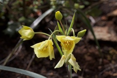 Calochortus amabilis × tolmiei