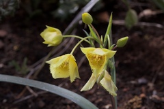 Calochortus amabilis × tolmiei