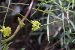 Lomatium marginatum marginatum