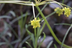 Lomatium marginatum marginatum