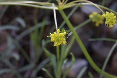 Lomatium marginatum marginatum