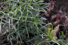Lomatium marginatum marginatum