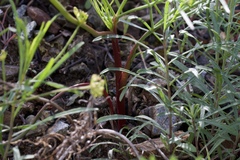 Lomatium marginatum marginatum