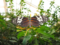Heliconius hecale