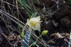 Calochortus amabilis × tolmiei