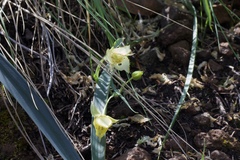 Calochortus amabilis × tolmiei