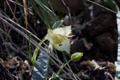 Calochortus amabilis × tolmiei