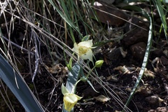 Calochortus amabilis × tolmiei