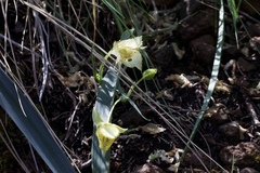 Calochortus amabilis × tolmiei