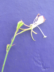 Oenothera sinuosa