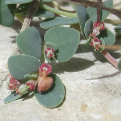 Euphorbia cinerascens