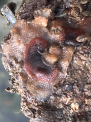 Watersipora subtorquata