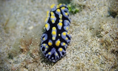 Phyllidia varicosa