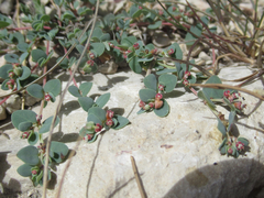 Euphorbia cinerascens
