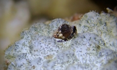 Mitridae