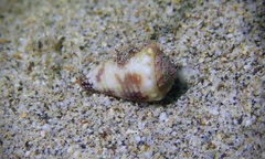 Conus nanus