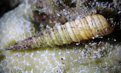 Terebra archimedis