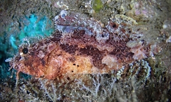 Decoy Scorpionfish photo 3