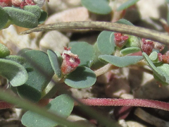 Euphorbia cinerascens