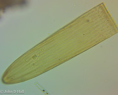 Closterium costatum