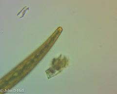 Closterium striolatum