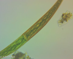 Closterium striolatum