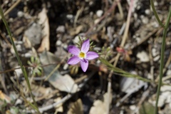 Leptosiphon latisectus