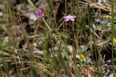 Leptosiphon latisectus