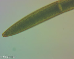 Closterium acerosum