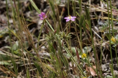 Leptosiphon latisectus