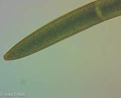Closterium acerosum