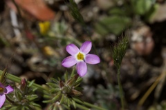 Leptosiphon latisectus