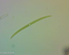 Closterium gracile substrigosum