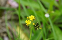 Youngia japonica