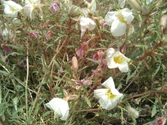 Oenothera cespitosa