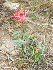 Jatropha cathartica