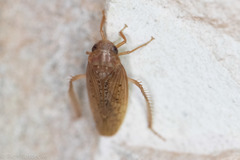 Ponana rubida