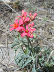 Jatropha cathartica